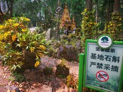 -莫里热带雨林景区