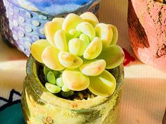 -国芳中心