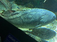 -瑞普利水族馆