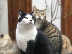 -喵屿·大理花园猫咖