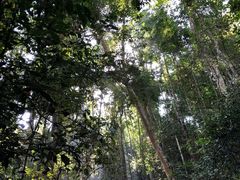 -西双版纳原始森林公园