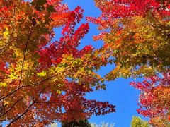 -长白岛森林公园