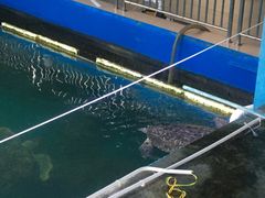 -广东惠东海龟国家级自然保护区