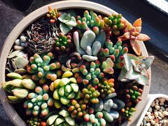 -北马山庄植趣咖啡