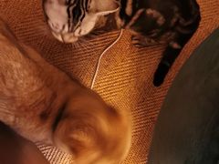 -猫大福·Fortune Cat猫舍(百子湾店)