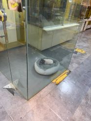 -神奇动物撸宠馆·羊驼·小浣熊·异宠(豫园店)