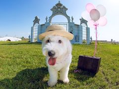 -超宠爱宠物摄影-Super pet