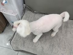 -安安宠医宠物医院·异宠·犬猫内科(岳阳分院)