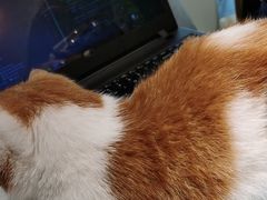 -飞行喵MR PILOT|猫舍·猫咖(静安大融城店)