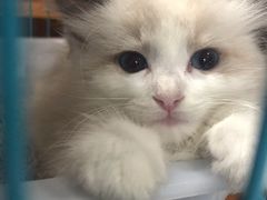 -喵zoo家庭繁育猫舍(尖东智能花园店)