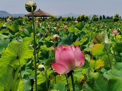 -漩门湾国家湿地公园