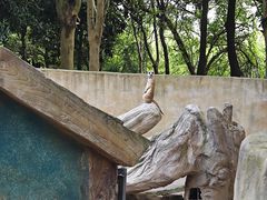 -合肥野生动物园