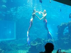 -海棠湾洲际-涛·海底餐厅·美人鱼·自助餐·海底隧道