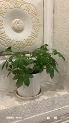 -悦色嘉丽科技美肤健康管理