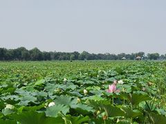 -西青郊野公园