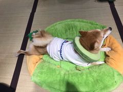 -逗柴咖啡屋·狗咖猫咖宠物桌游