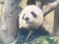 -成都动物园