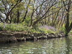 -西湖外事游船(花港观鱼码头)