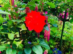 -上海鲜花港