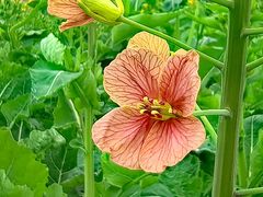 -中国天府农业博览园