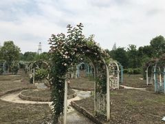 -都江堰玫瑰花溪谷