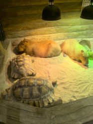 -Zoolung Zoolung动物主题公园(海信广场店)