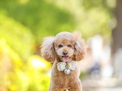 -超宠爱宠物摄影-Super pet