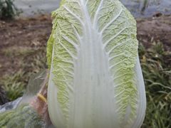 -昆山城市生态森林公园