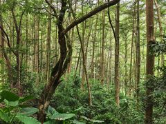 -黄埔油麻山森林公园
