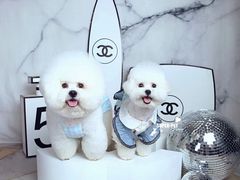 -超宠爱宠物摄影-Super pet