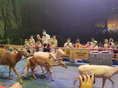 -广州长隆国际大马戏