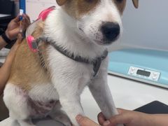 -天使宠物医院·犬猫分诊(彩虹店)