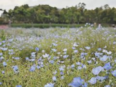 -春花秋色城市公园
