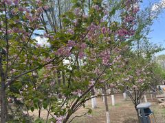 -长白岛森林公园