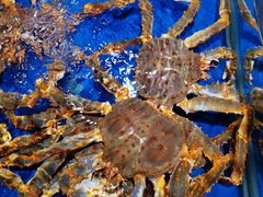 -盒马鲜生(顺义店)