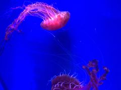 -海合安青岛极地海洋公园
