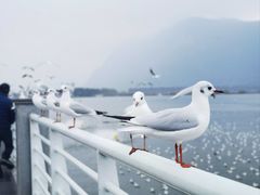 -海埂大坝