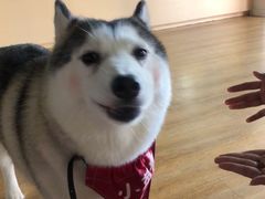 -Husky Go! 哈士奇体验馆·宠物咖啡厅狗咖