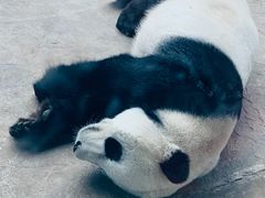 -石家庄市动物园