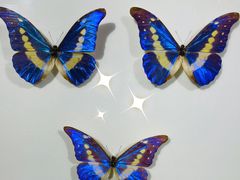 -上海昆虫博物馆