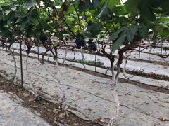 -金谷域澳洲庄园