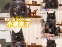 -小猫来了·猫舍(红山六九七九店)
