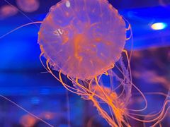 -上海海昌海洋公园