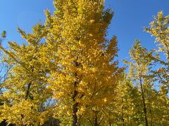 -永定河休闲森林公园