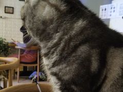 -平行世界·猫咖(首经贸店)