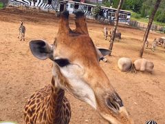 -大连森林动物园