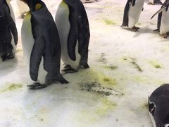 -大连圣亚海洋世界