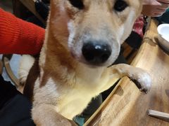 -more than meow吴止猫主题餐厅(承德 中船汇店)