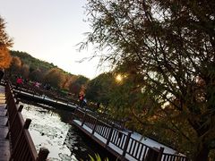 -五缘湾湿地公园