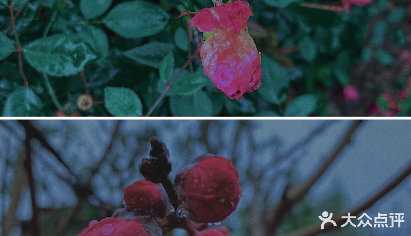 拍出雨天🌧️的静谧与情绪！